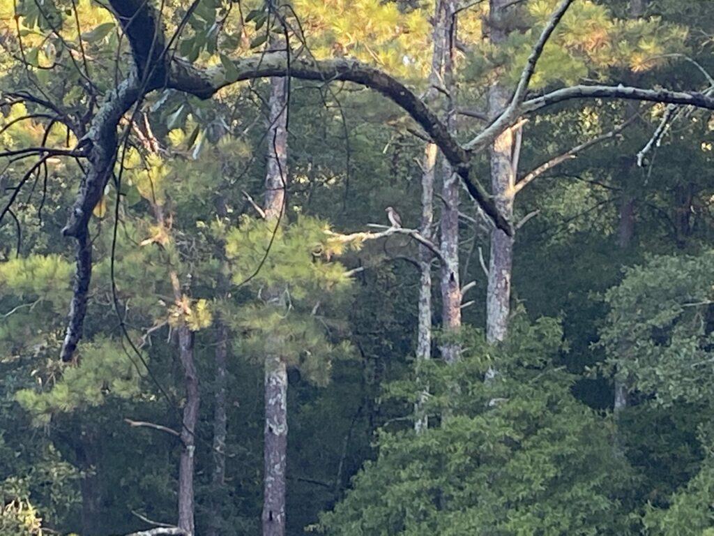 Postal Pond Looks like a Mirror